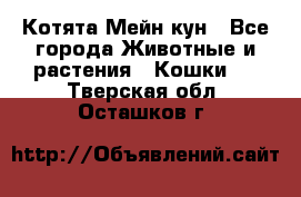 Котята Мейн кун - Все города Животные и растения » Кошки   . Тверская обл.,Осташков г.